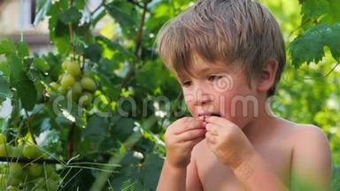 孩子手里`葡萄。 小孩吃葡萄。 <strong>收获</strong>果实